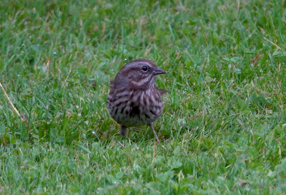 Song Sparrow - Power's Creek