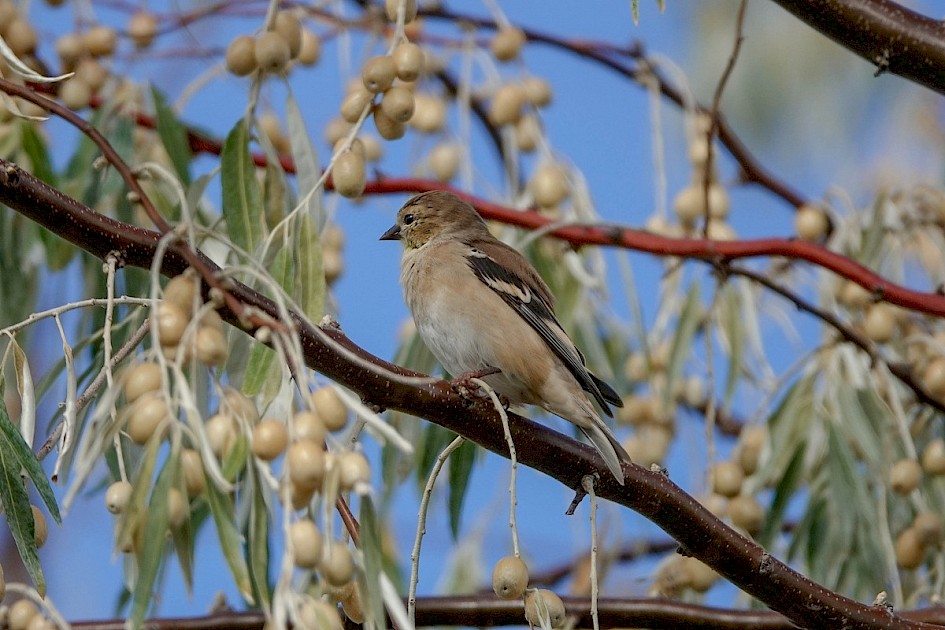 American Goldfinch - Munson Pond