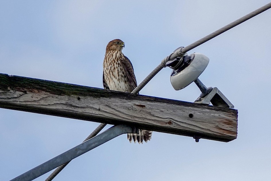 Cooper's Hawk - Munson Pond