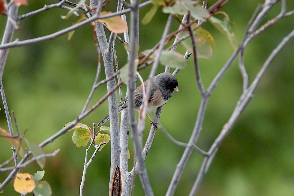 Dark-eyed Junco - Knox Mountain Park
