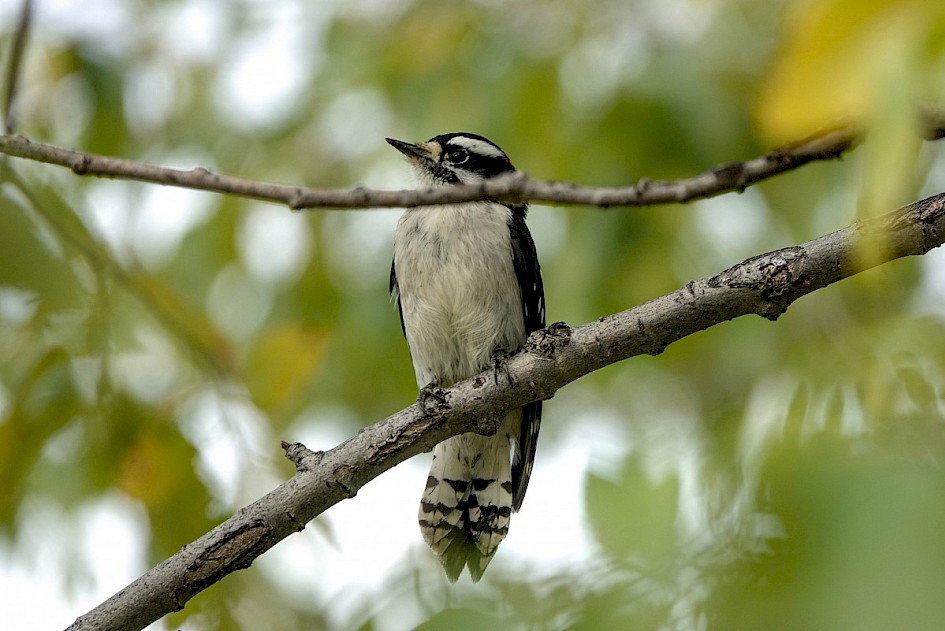 Downy Woodpecker - Munson Pond