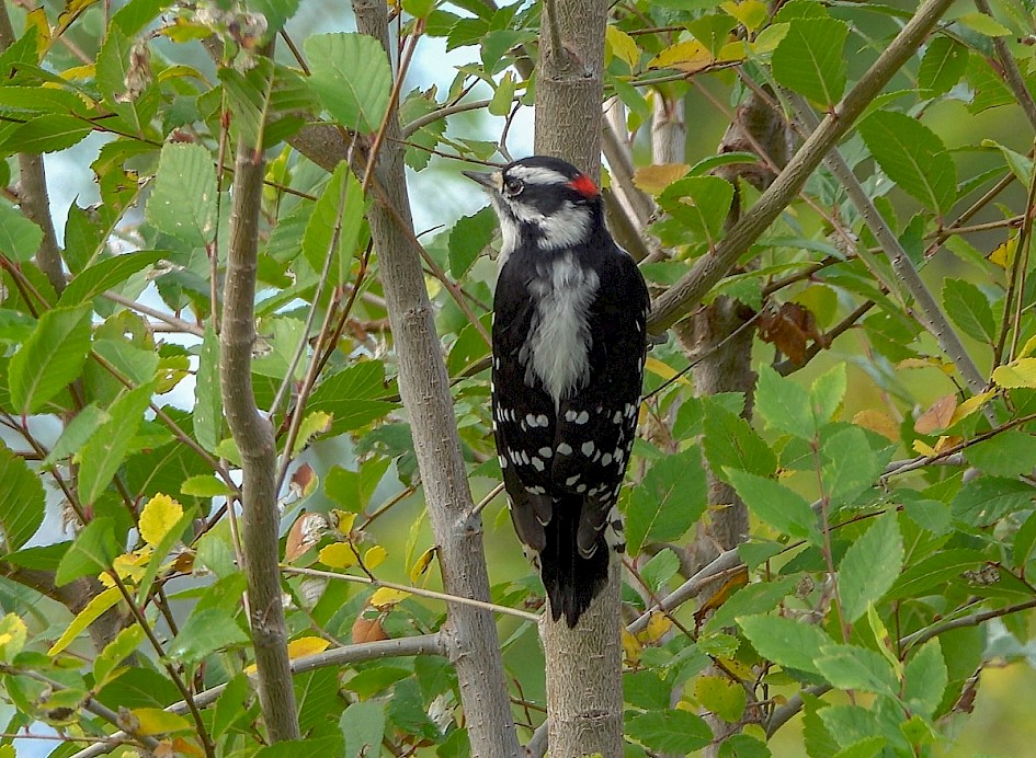 Downy Woodpecker - Munson Pond