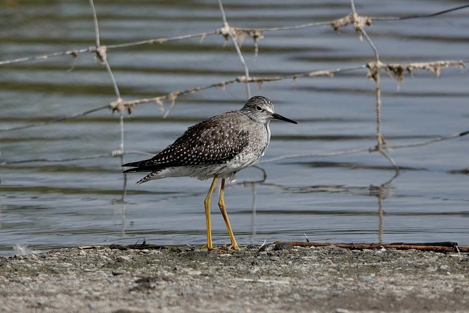 Lesser Yellowlegs - Robert Lake