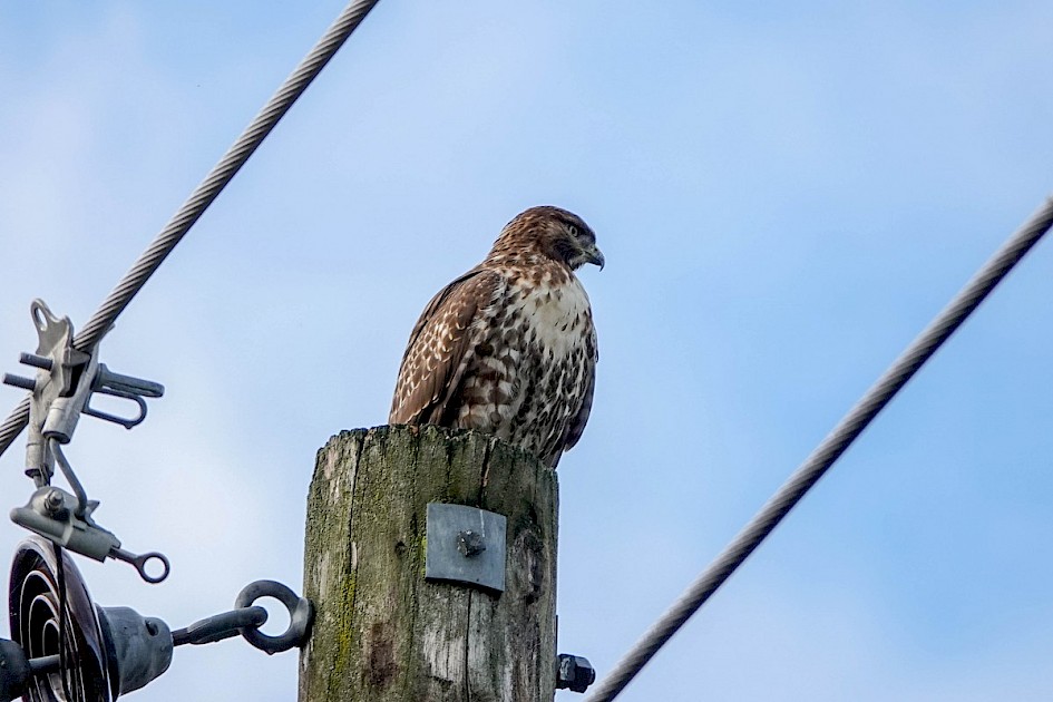 Red-tailed Hawk - Munson Pond