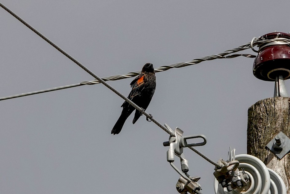 Red-winged Blackbird - Robert Lake
