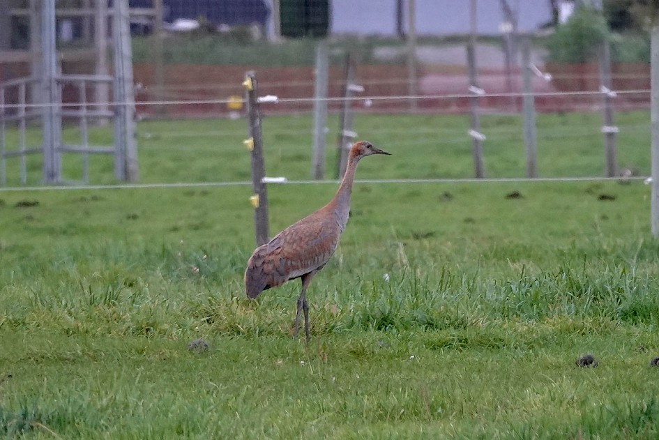 Sandhill Crane - near Power's Creek