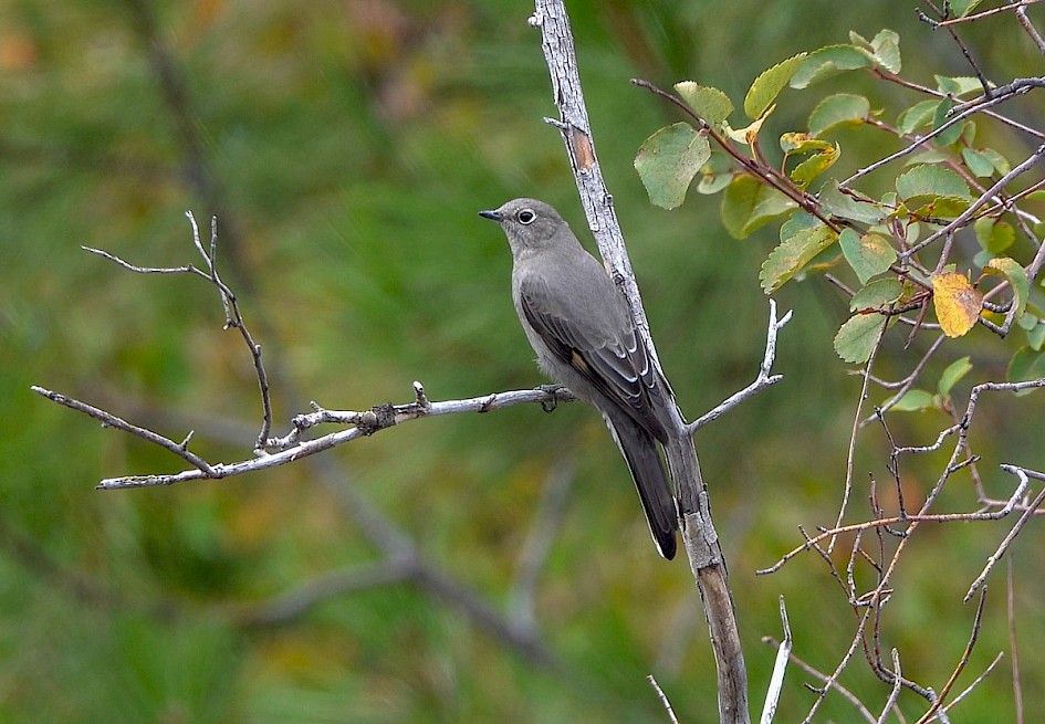 Townsend's Solitaire - Knox Mountain Park