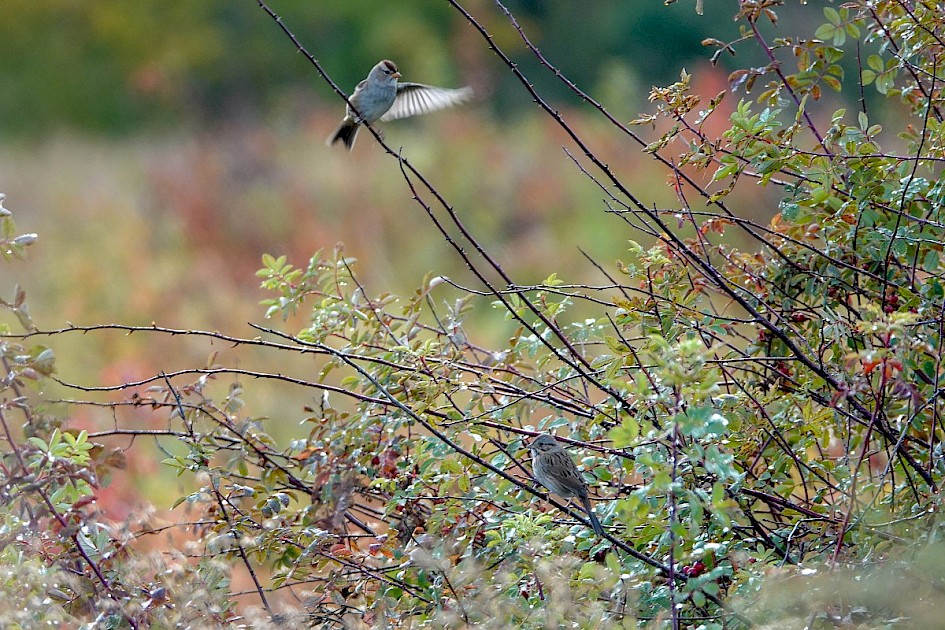 White-crowned and Lincoln's Sparrows - Munson Pond