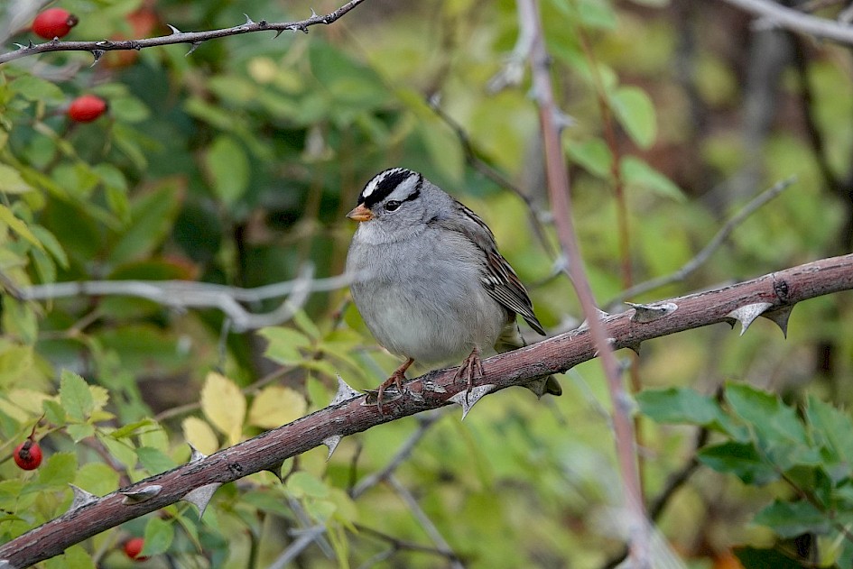 White-crowned Sparrow - Knox Mountain Park