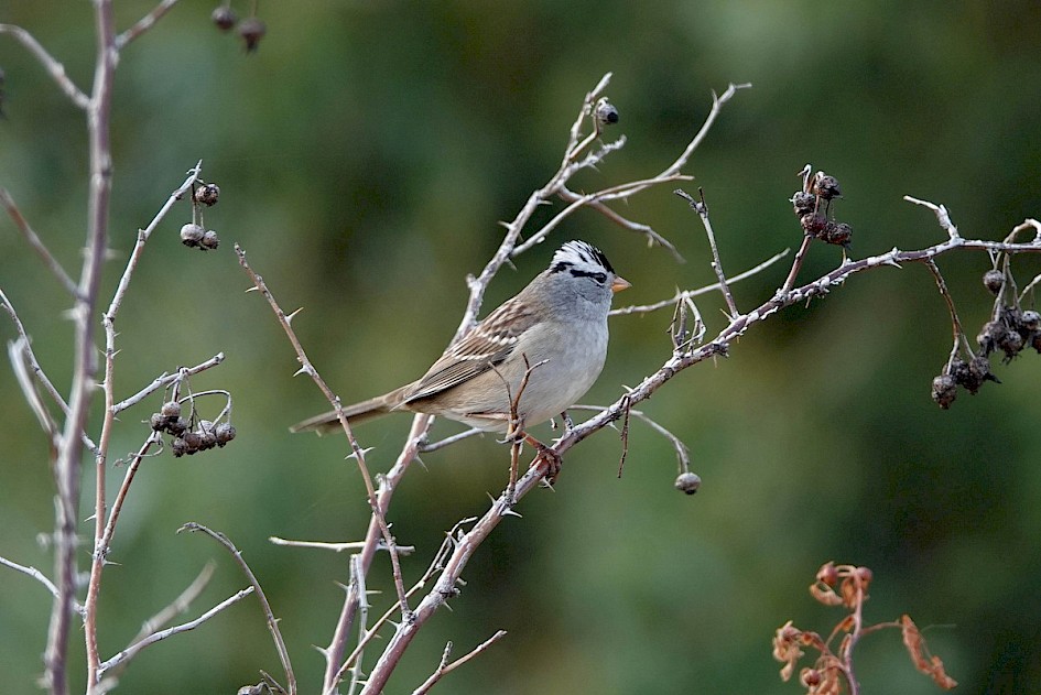 White-crowned Sparrow - Munson Pond