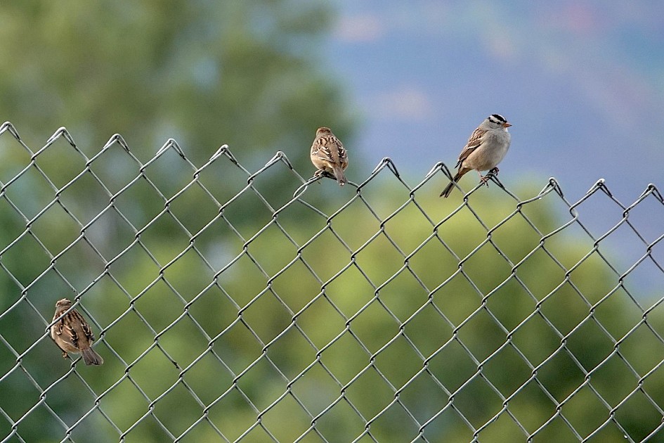 White-crowned Sparrows - Munson Pond
