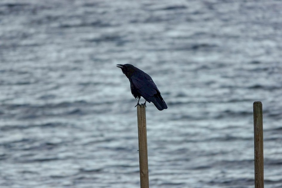 American Crow - Peachland