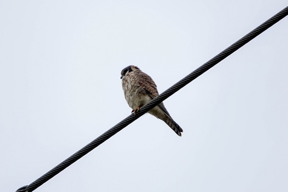 American Kestrel - Munson Pond