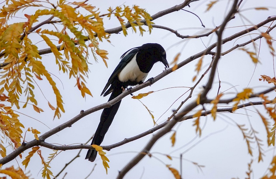 Black-billed Magpie - Munson Pond