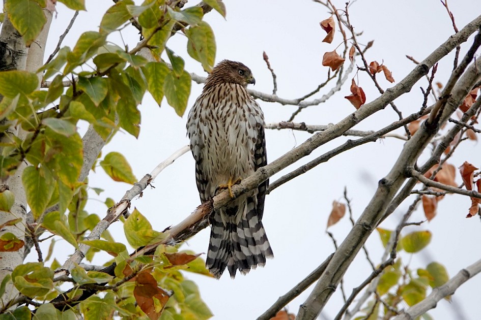 Cooper's Hawk - Munson Pond