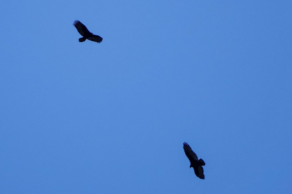 Turkey Vultures - Peachland