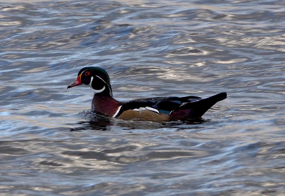 Wood Duck - Peachland