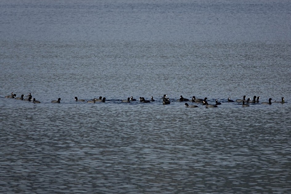 American Coot - Knox Mountain Park