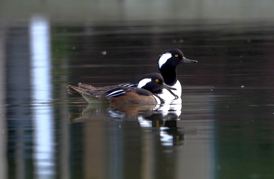 Hooded Mergansers - Rotary Marsh