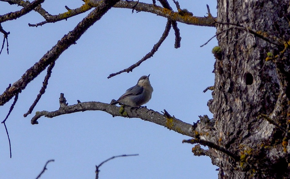 Pygmy Nuthatch - Knox Mountain Park