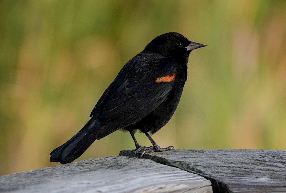 Red-winged Blackbird - Rotary Marsh
