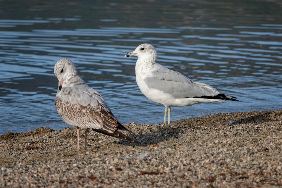 Ring-billed Gulls - Rotary Marsh