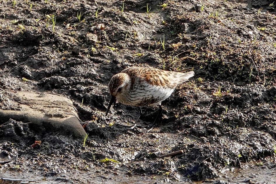 Dunlin