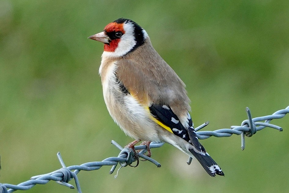 Goldfinch