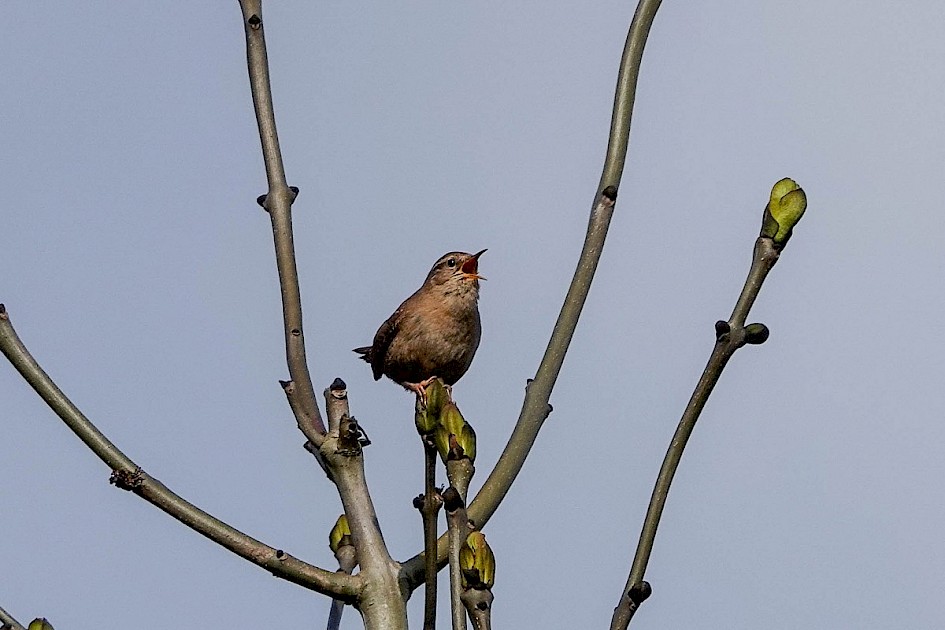 Wren