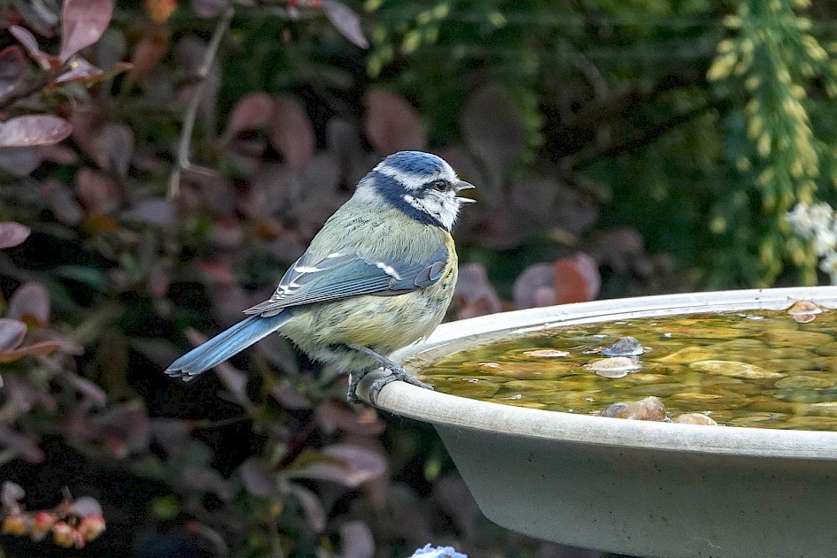 Blue Tit - Congleton