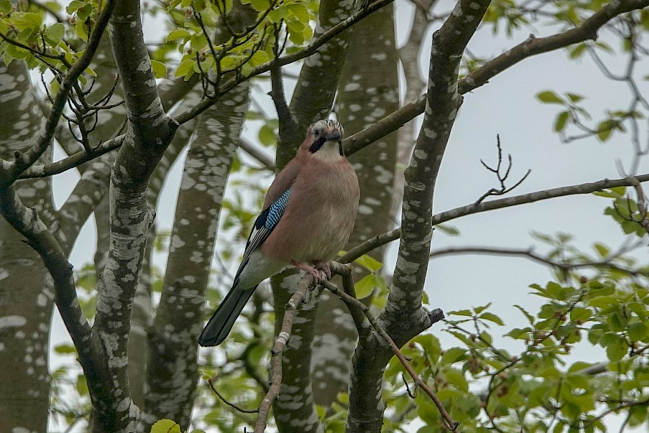 Jay - Congleton
