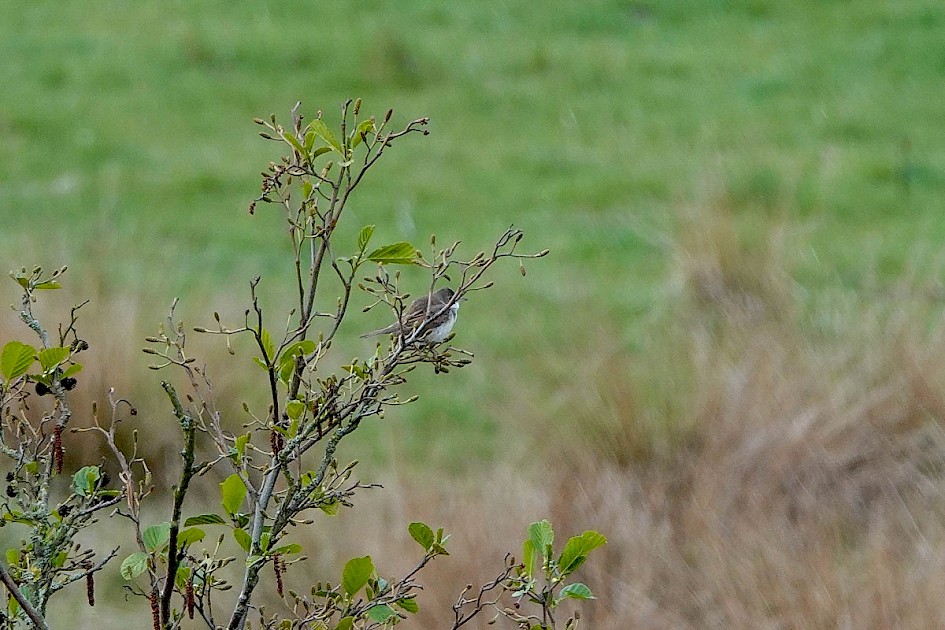 Whitethroat - Hollingworth Lake