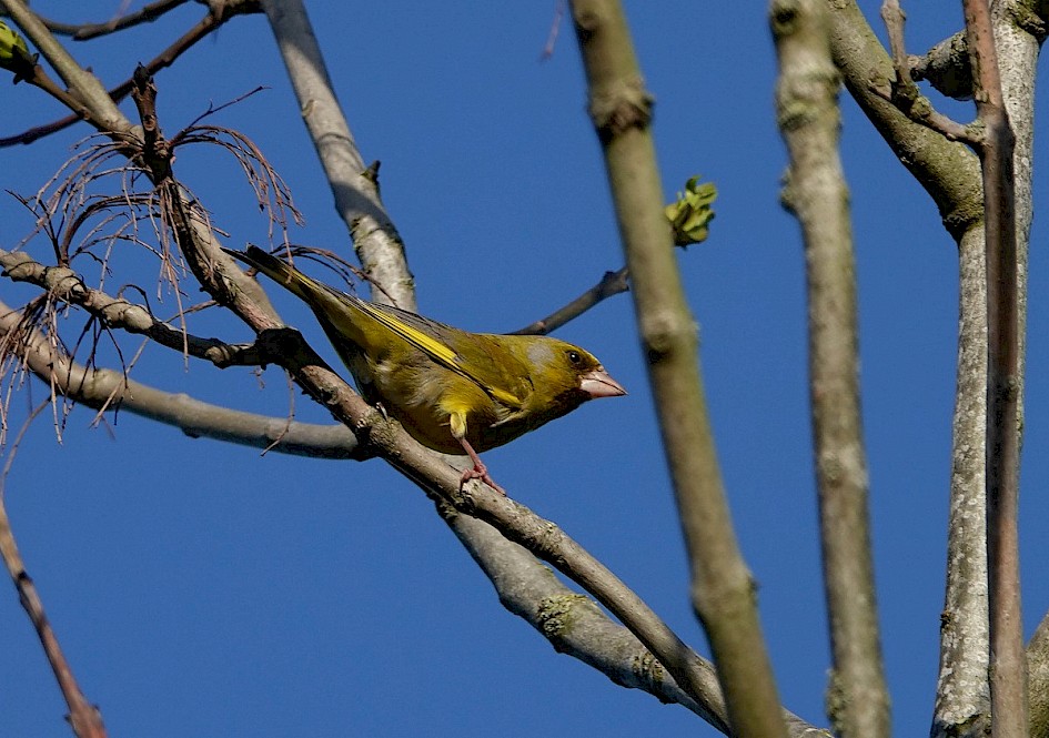 Greenfinch