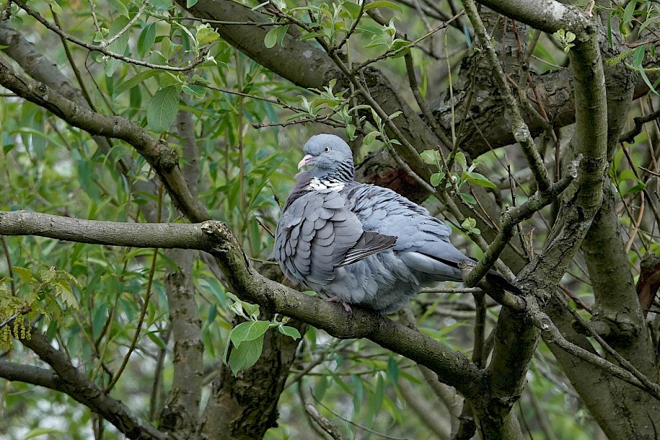 Woodpigeon