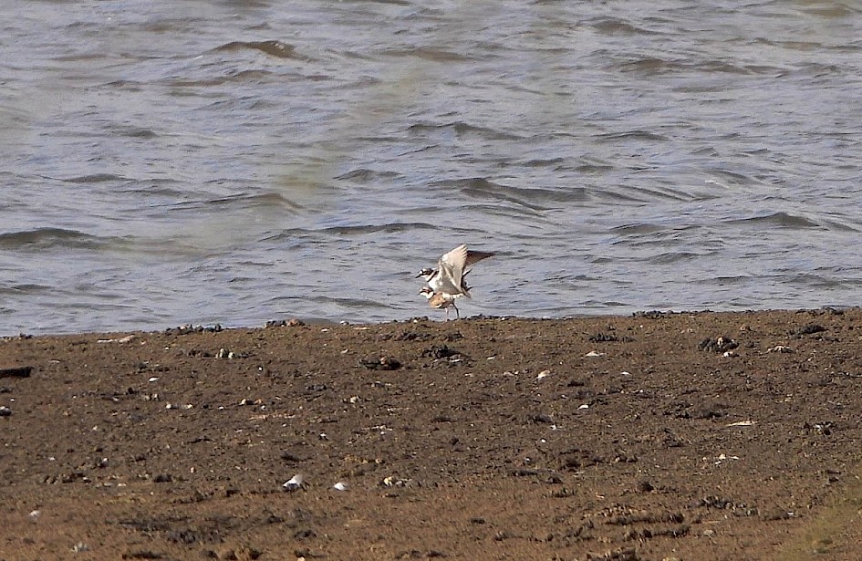 Little Ringed Plovers