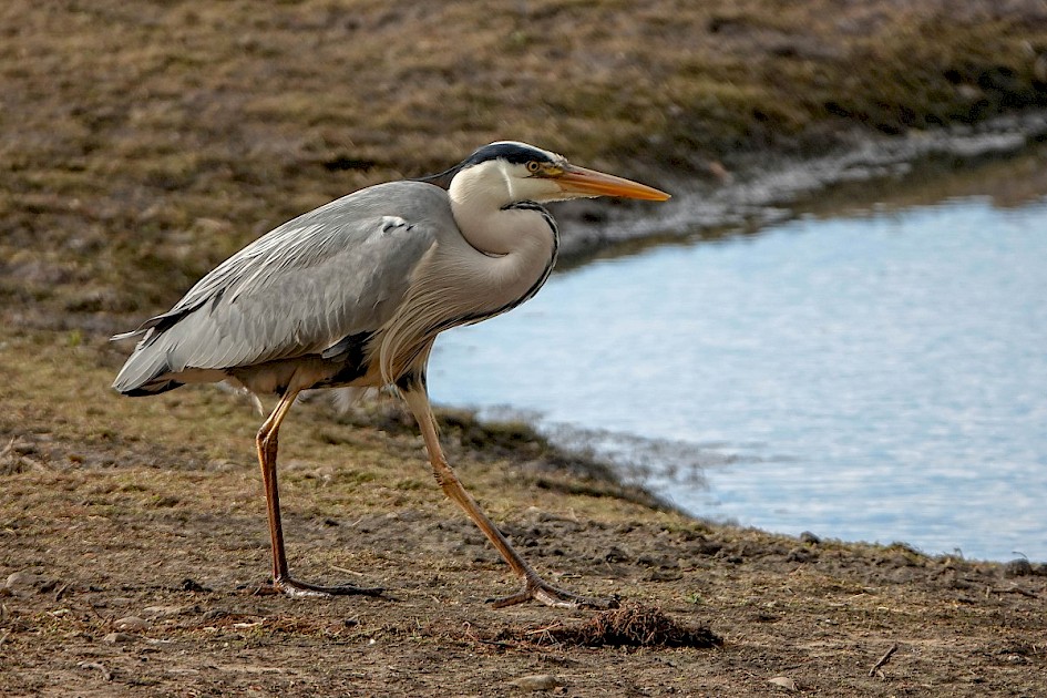 Grey Heron