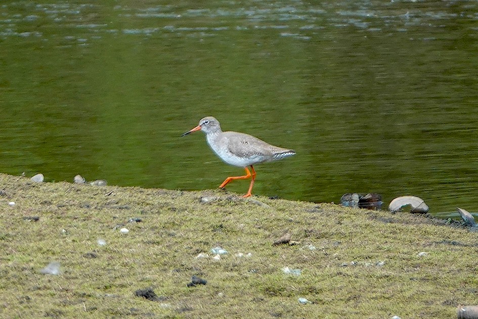 Redshank