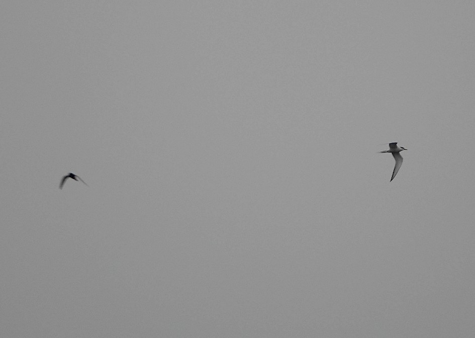 Black and Common Terns in the air together