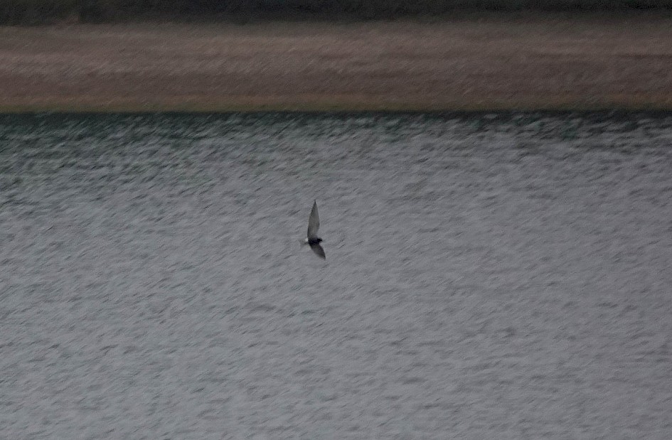 Black Tern just as I arrived at 6:35am