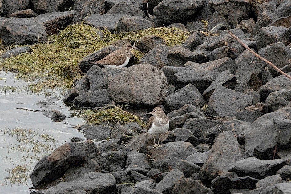 Two Common Sandpipers at lunchtime