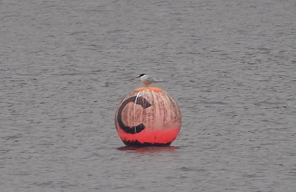 Common Tern on the buoy