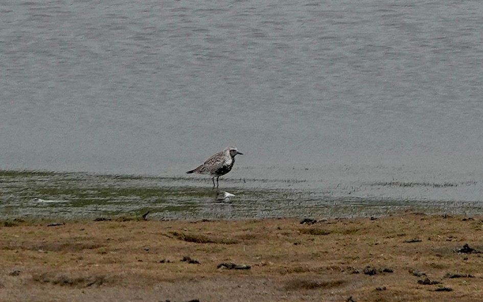 Grey Plover on the reserve in the evening!