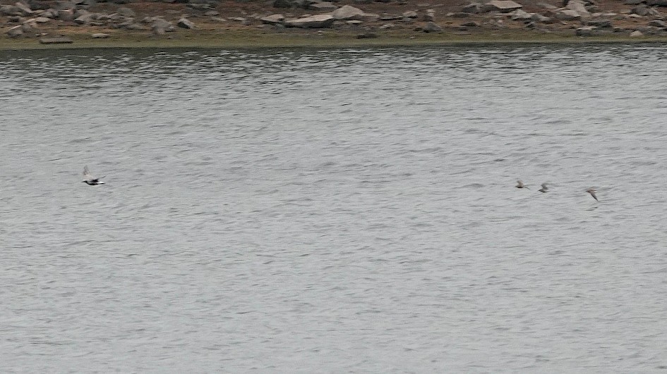 Grey Plover and Dunlin on the move