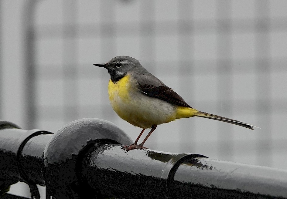 Grey Wagtail close to the nest by the overflow