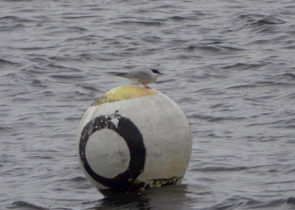 Common Tern