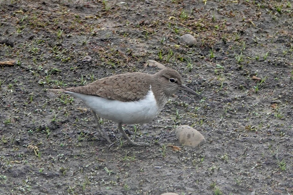 Common Sandpiper