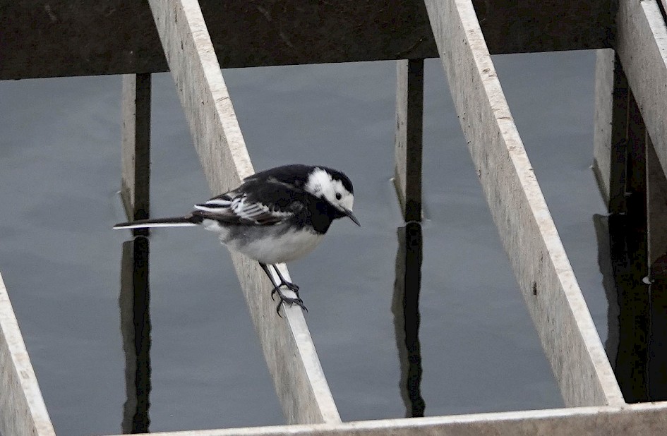 Pied Wagtail