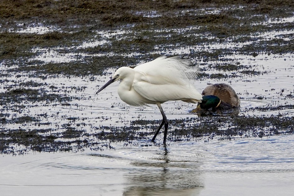 Little Egret