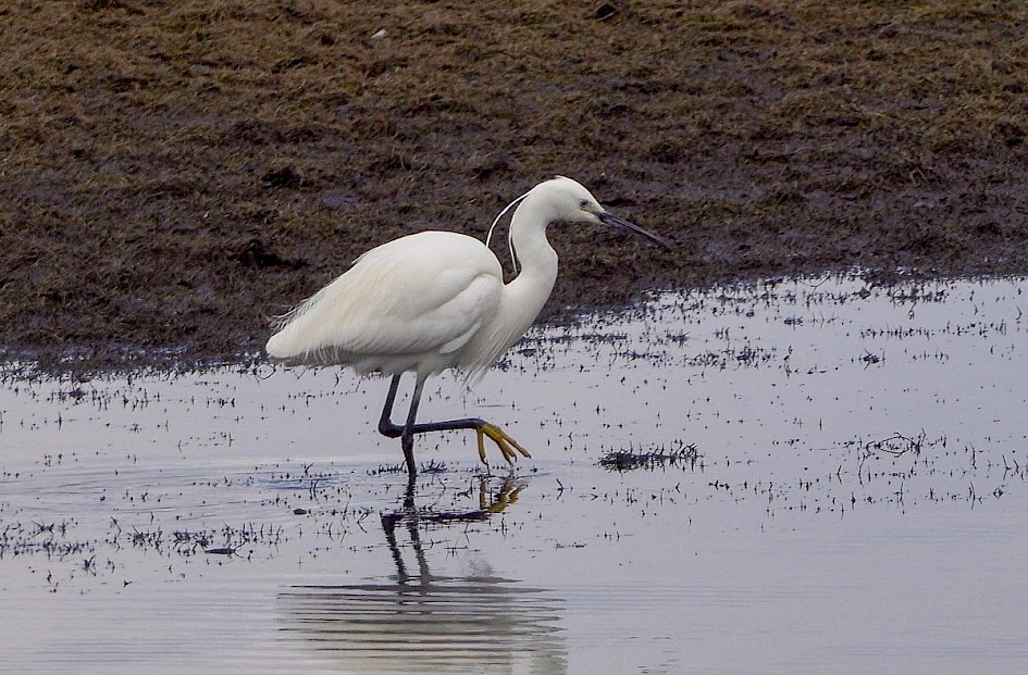 Little Egret