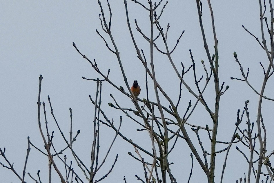 Redstart